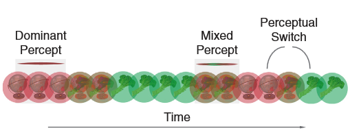Figure 1. Example of binocular rivalry when one eye sees the green image and the other the red. From Robertson et al. 2016.